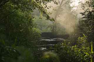 Morning light falling through green foliage onto stone steps in a quiet garden
